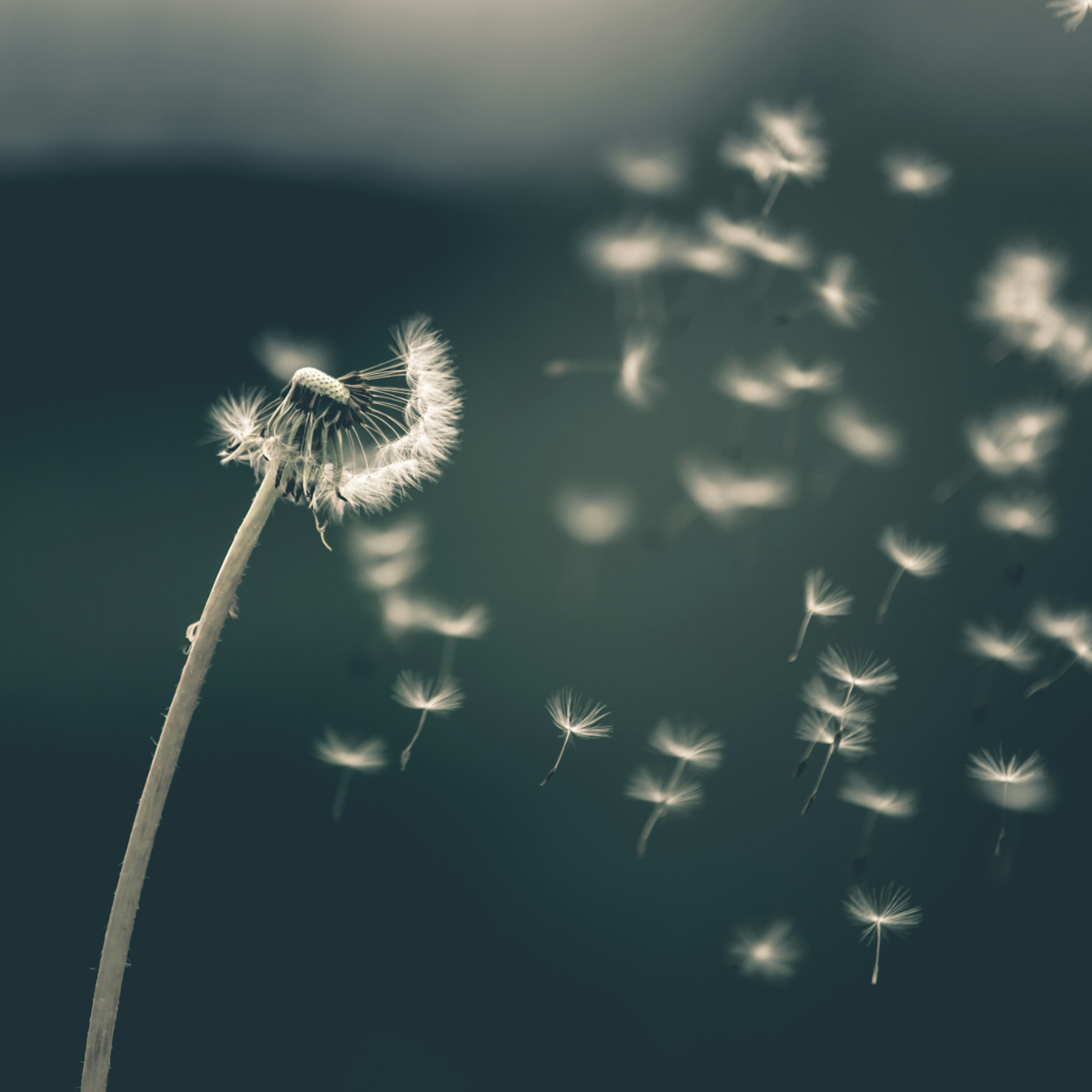 Allergie-Test und Hyposensibilisierung Biologika-Therapie Behandlung der Nasenatmungsbehinderung Behandlung von Tränenträufeln (OP nach West) Behandlung akuter und chronischer Sinusitis Abklärung von Riechstörungen Abklärung von Nasenbluten